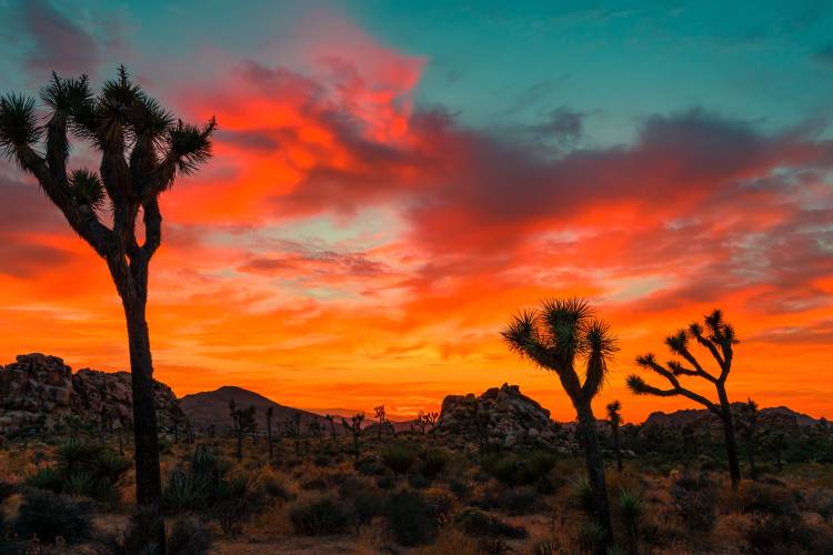 Joshua Tree National Park